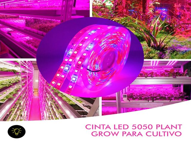 Cinta de Led 5050 x 5mts interior (14.4w) IP GROW          IMPORTADO en Cinta de led | Electroluz Miramar